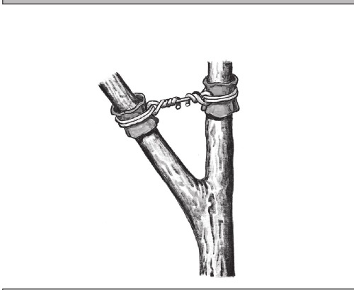 Иллюстрация к книге — Формирование и обрезка садовых деревьев [i_267.jpg]