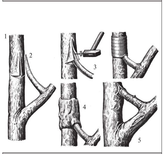 Иллюстрация к книге — Формирование и обрезка садовых деревьев [i_268.jpg]