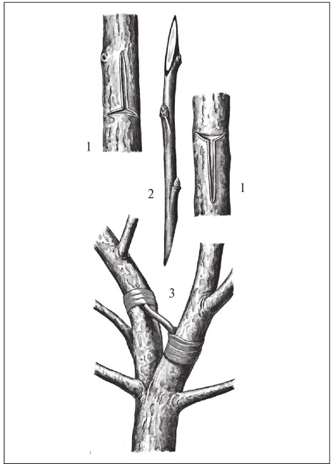 Иллюстрация к книге — Формирование и обрезка садовых деревьев [i_269.jpg]