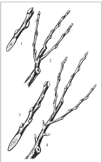 Иллюстрация к книге — Формирование и обрезка садовых деревьев [i_272.jpg]