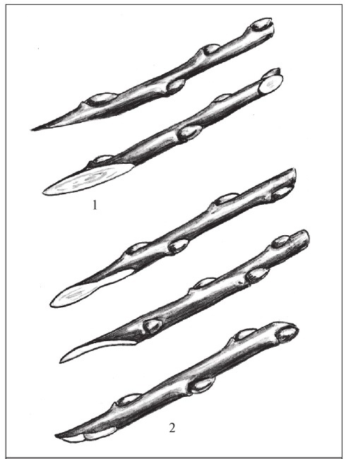 Иллюстрация к книге — Формирование и обрезка садовых деревьев [i_273.jpg]