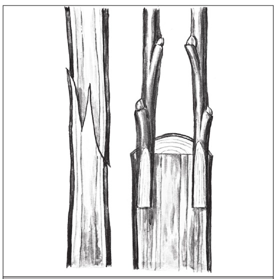 Иллюстрация к книге — Формирование и обрезка садовых деревьев [i_274.jpg]