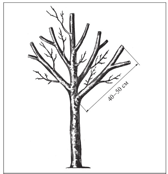 Иллюстрация к книге — Формирование и обрезка садовых деревьев [i_275.jpg]