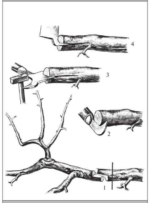 Иллюстрация к книге — Формирование и обрезка садовых деревьев [i_276.jpg]