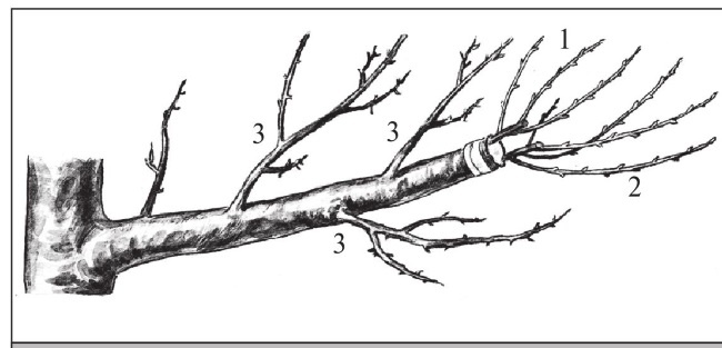 Иллюстрация к книге — Формирование и обрезка садовых деревьев [i_277.jpg]
