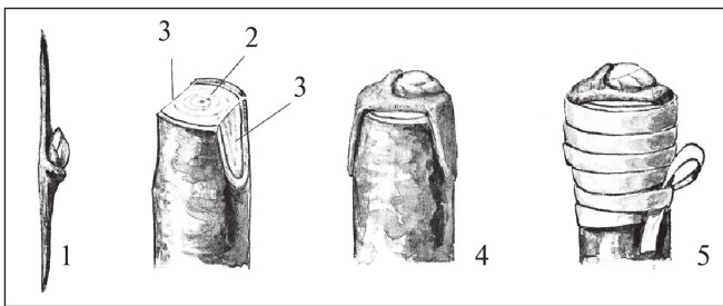 Иллюстрация к книге — Формирование и обрезка садовых деревьев [i_279.jpg]