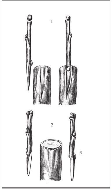Иллюстрация к книге — Формирование и обрезка садовых деревьев [i_283.jpg]