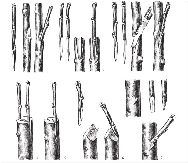 Иллюстрация к книге — Формирование и обрезка садовых деревьев [i_284.jpg]