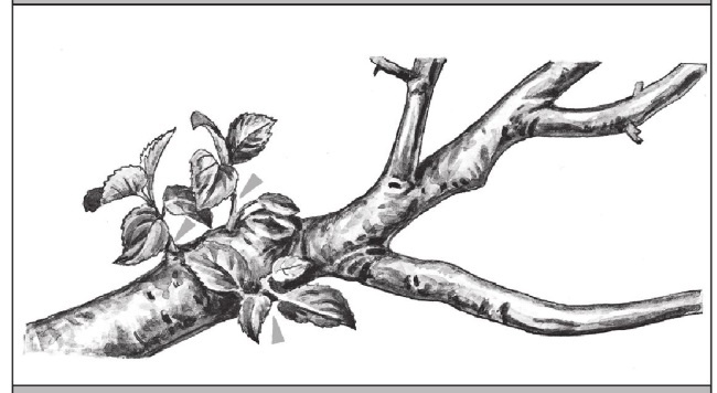 Иллюстрация к книге — Формирование и обрезка садовых деревьев [i_288.jpg]