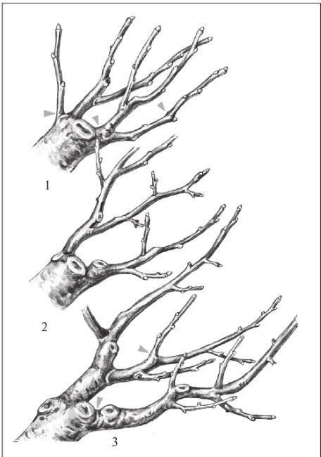 Иллюстрация к книге — Формирование и обрезка садовых деревьев [i_289.jpg]
