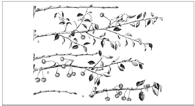 Иллюстрация к книге — Формирование и обрезка садовых деревьев [i_294.jpg]