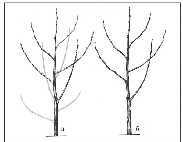 Иллюстрация к книге — Формирование и обрезка садовых деревьев [i_295.jpg]