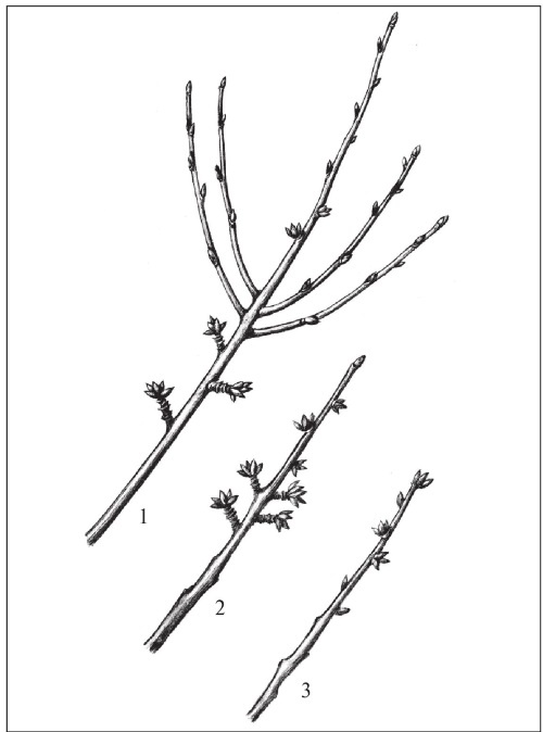 Иллюстрация к книге — Формирование и обрезка садовых деревьев [i_307.jpg]