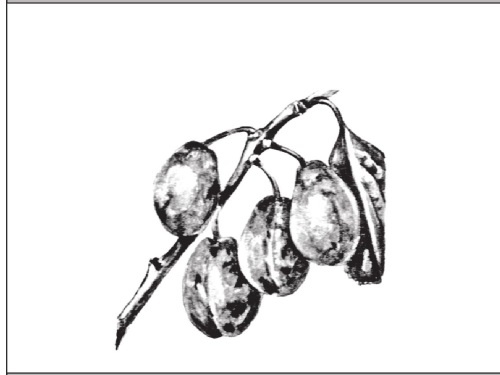 Иллюстрация к книге — Формирование и обрезка садовых деревьев [i_310.jpg]