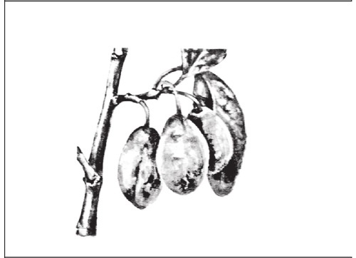 Иллюстрация к книге — Формирование и обрезка садовых деревьев [i_311.jpg]