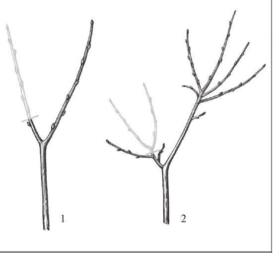 Иллюстрация к книге — Формирование и обрезка садовых деревьев [i_312.jpg]