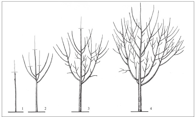 Иллюстрация к книге — Формирование и обрезка садовых деревьев [i_313.jpg]