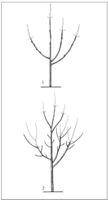 Иллюстрация к книге — Формирование и обрезка садовых деревьев [i_315.jpg]