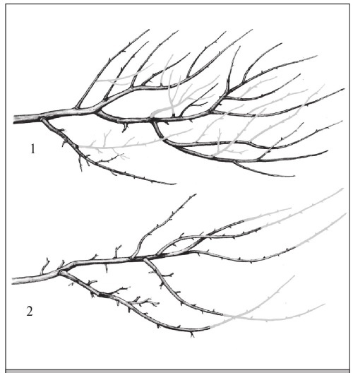 Иллюстрация к книге — Формирование и обрезка садовых деревьев [i_316.jpg]
