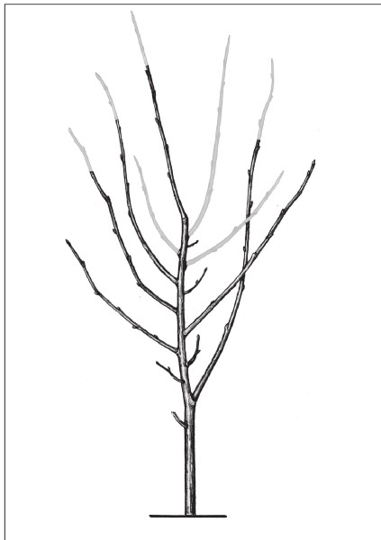 Иллюстрация к книге — Формирование и обрезка садовых деревьев [i_317.jpg]