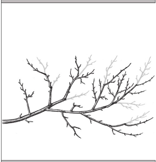 Иллюстрация к книге — Формирование и обрезка садовых деревьев [i_318.jpg]