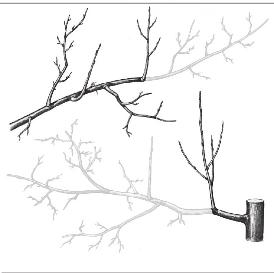 Иллюстрация к книге — Формирование и обрезка садовых деревьев [i_319.jpg]