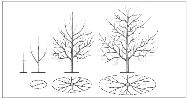 Иллюстрация к книге — Формирование и обрезка садовых деревьев [i_321.jpg]