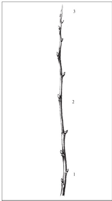 Иллюстрация к книге — Формирование и обрезка садовых деревьев [i_323.jpg]