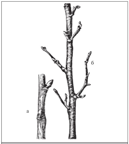 Иллюстрация к книге — Формирование и обрезка садовых деревьев [i_324.jpg]