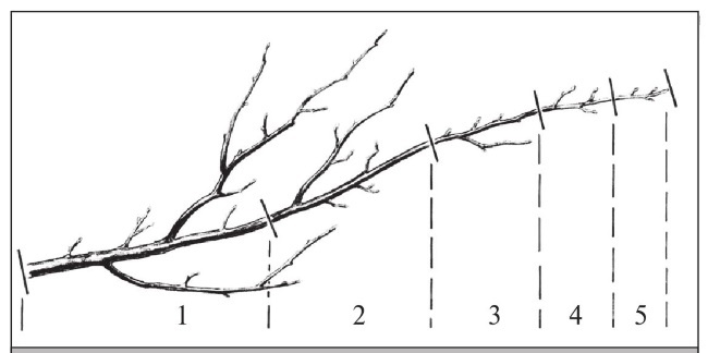 Иллюстрация к книге — Формирование и обрезка садовых деревьев [i_325.jpg]