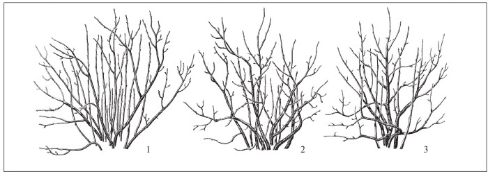 Иллюстрация к книге — Формирование и обрезка садовых деревьев [i_326.jpg]