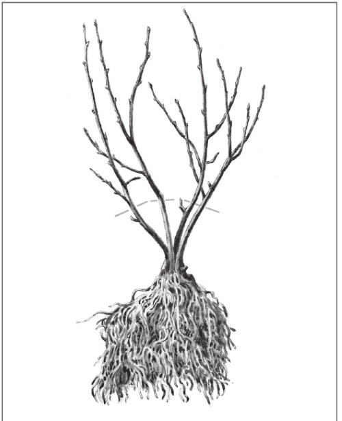 Иллюстрация к книге — Формирование и обрезка садовых деревьев [i_327.jpg]