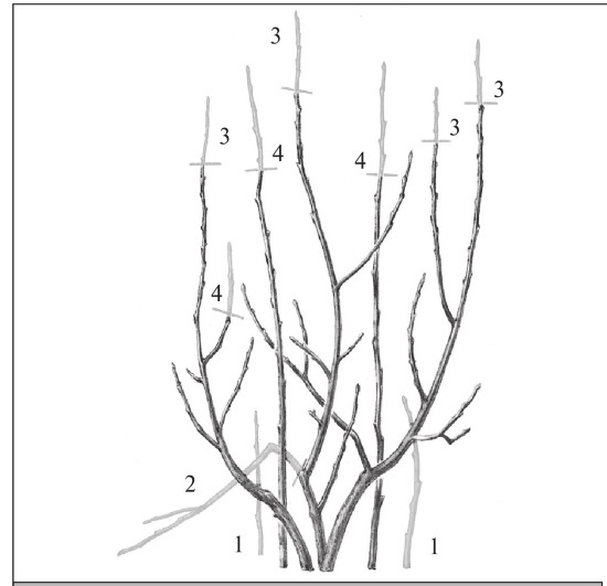 Иллюстрация к книге — Формирование и обрезка садовых деревьев [i_328.jpg]