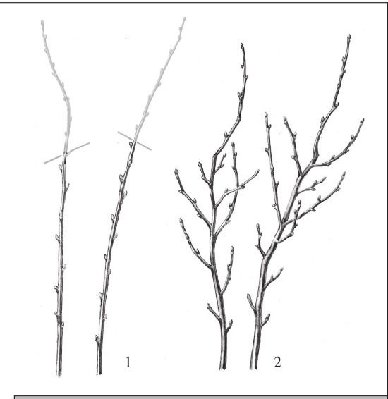 Иллюстрация к книге — Формирование и обрезка садовых деревьев [i_329.jpg]