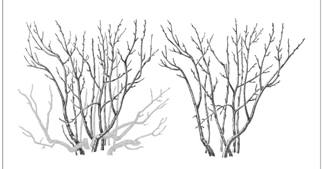 Иллюстрация к книге — Формирование и обрезка садовых деревьев [i_330.jpg]