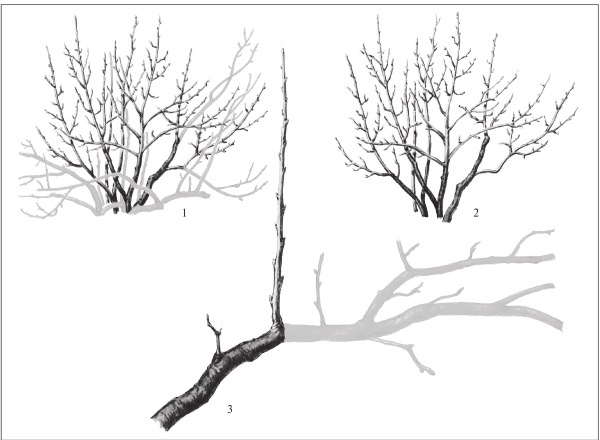 Иллюстрация к книге — Формирование и обрезка садовых деревьев [i_331.jpg]