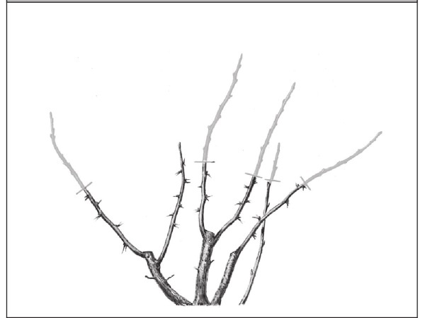 Иллюстрация к книге — Формирование и обрезка садовых деревьев [i_339.jpg]