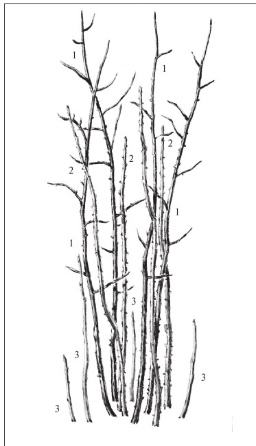 Иллюстрация к книге — Формирование и обрезка садовых деревьев [i_343.jpg]