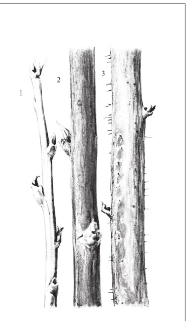 Иллюстрация к книге — Формирование и обрезка садовых деревьев [i_344.jpg]