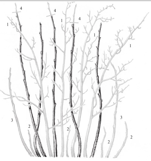 Иллюстрация к книге — Формирование и обрезка садовых деревьев [i_346.jpg]