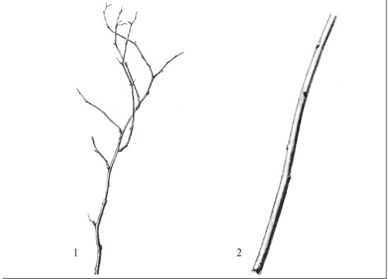 Иллюстрация к книге — Формирование и обрезка садовых деревьев [i_348.jpg]