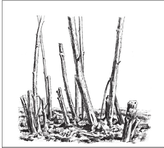 Иллюстрация к книге — Формирование и обрезка садовых деревьев [i_349.jpg]