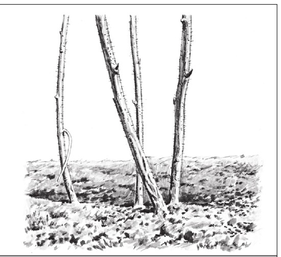 Иллюстрация к книге — Формирование и обрезка садовых деревьев [i_350.jpg]