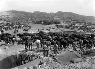 Иллюстрация к книге — Дарданеллы 1915: Самое кровавое поражение Черчилля [i_258.jpg]