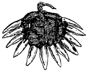 Иллюстрация к книге — Мифы и легенды австралийских аборигенов [i_018.jpg]