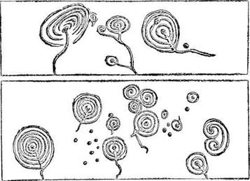 Иллюстрация к книге — Мифы, легенды и предания кельтов [pic_6.jpg]