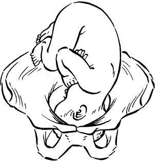 Иллюстрация к книге — Мать и дитя. Энциклопедия счастливого материнства от зачатия до первых шагов [_152.jpg]