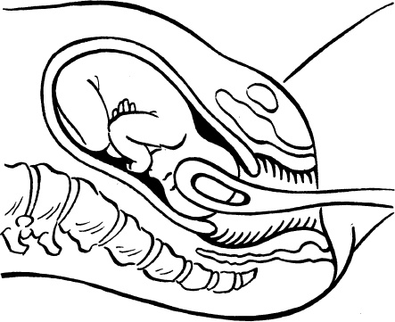 Иллюстрация к книге — Мать и дитя. Энциклопедия счастливого материнства от зачатия до первых шагов [_160.jpg]