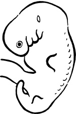 Иллюстрация к книге — Мать и дитя. Энциклопедия счастливого материнства от зачатия до первых шагов [_22.jpg]