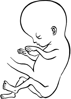 Иллюстрация к книге — Мать и дитя. Энциклопедия счастливого материнства от зачатия до первых шагов [_26.jpg]